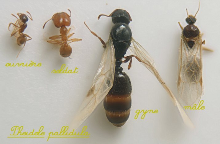 types de fourmis