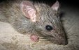 rat et prolifération
