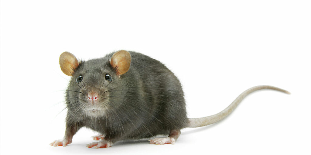 Rat à paris | Traitement nuisibles