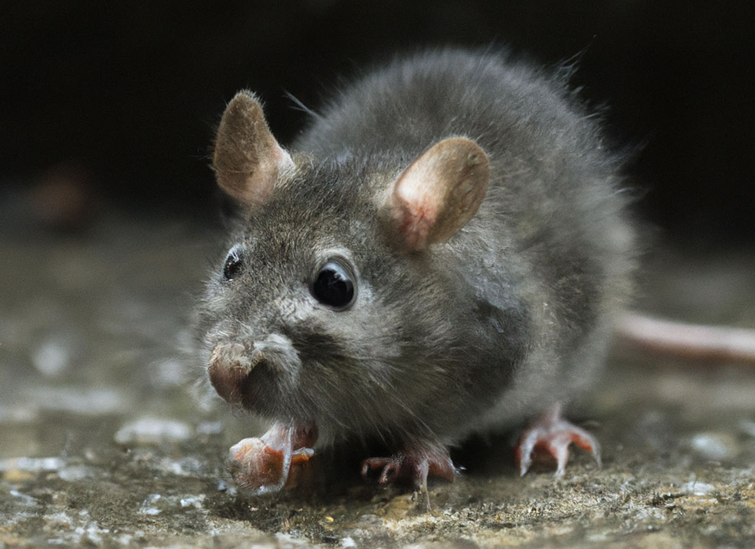 Comment se débarrasser des rats : guide complet de la dératisation