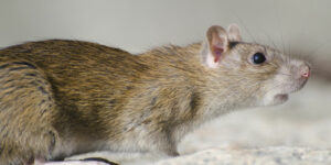 Rongeurs rats | traitement nuisibles
