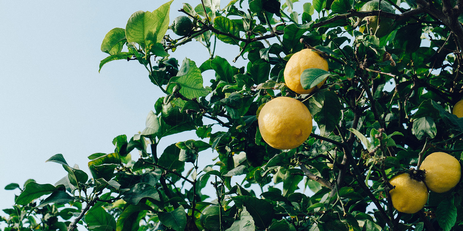 Citron plante contre les nuisibles | Traitement nuisibles