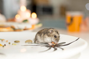 Protegez votre maison des souris