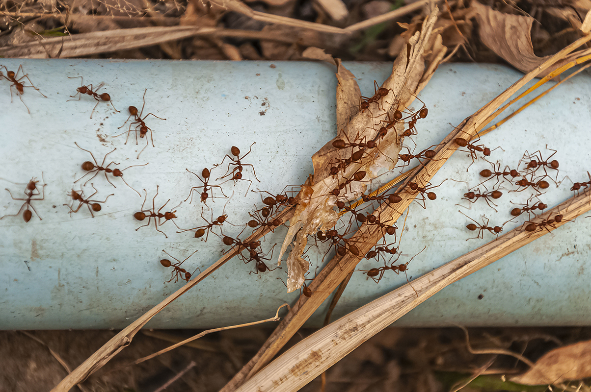 Les techniques infaillibles pour l’extermination des fourmis